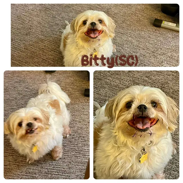Bitty