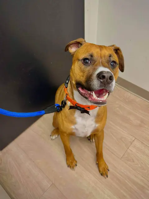 December Adoption