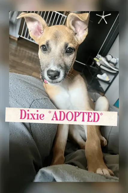 Dixie
