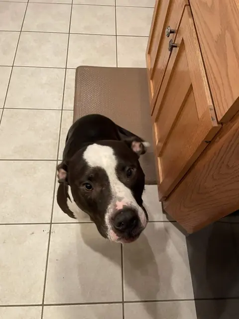 Chief