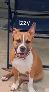 Izzy