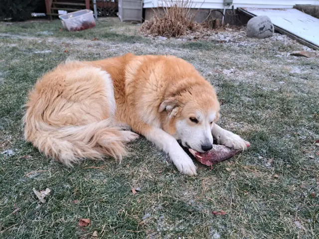 Koda