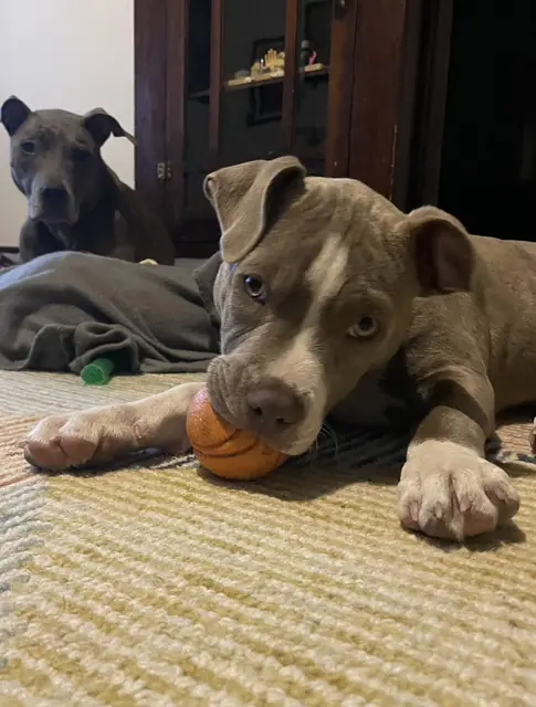 Otis
