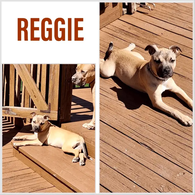 Reggie