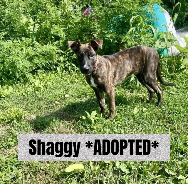 Shaggy