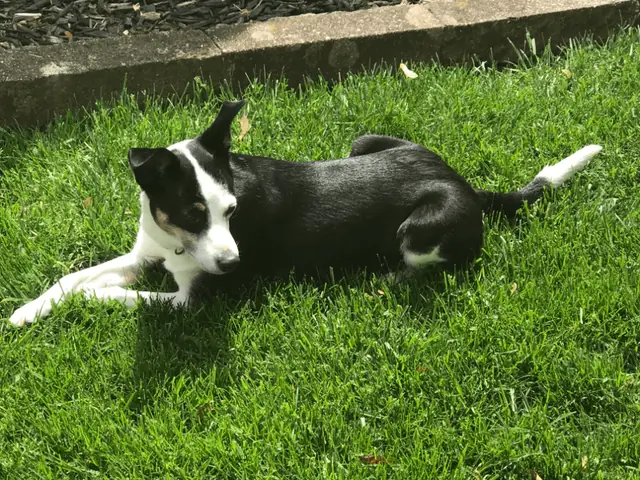 Suzi