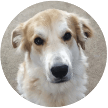 Koda