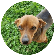 Scout